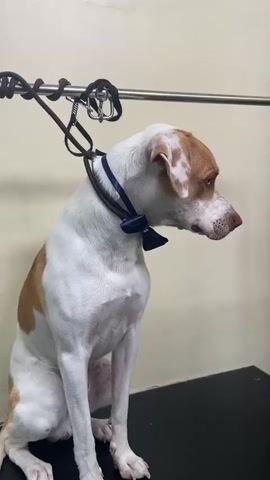 A white and tan dog, wearing a navy blue bow tie on its collar, sits calmly on a black surface. The dog has white fur with large tan-brown patches on its head, ears, and back. Its eyes are light brown. It is leashed to a metal bar overhead, suggesting a grooming or restraint station in an indoor setting. The background consists of a plain, light-colored wall.

The dog initially looks towards the right side of the frame, then shifts its gaze downwards and to the left. Throughout the video, the dog makes a series of distinct vocalizations, starting with a low groan or grumble, followed by a higher-pitched whine or howl, and concluding with another grumble. The dog's expression appears thoughtful or mildly contemplative as it vocalizes.