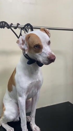Bow-tied dog spotted sitting calmly in San Miguel, Peru