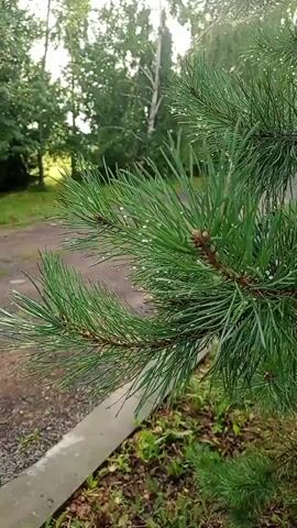 The video shows a close-up of pine needles with water droplets on them. The background is blurred and shows trees and greenery, suggesting an outdoor environment. Sunlight appears to be reflecting off the water droplets, creating a glistening effect. The camera focuses on the details of the pine needles and the water, with a shallow depth of field.