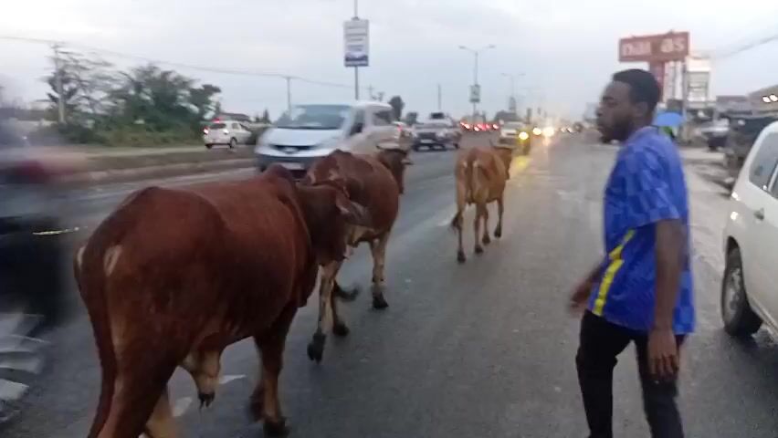 The video shows three cows crossing a multi-lane road in a city.  A man in a blue Chelsea soccer jersey and black pants walks alongside the cows. Cars and trucks are driving on the road, some passing close to the cows. The sky is overcast. A few pedestrians can be seen on the side of the road. There are buildings and signs visible in the background, including one for "nalias."  The road appears wet, possibly from rain. The man glances at the camera and briefly smiles. He guides the cows as they walk across the road.