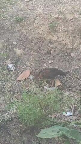 A chicken is pecking at the ground and foraging for food among dry leaves and some scattered trash on a dirt embankment.