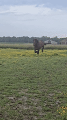 Two horses play in flower-dotted field near Estaimpuis, Belgium