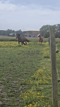 Two horses play in flower-dotted field near Estaimpuis, Belgium
