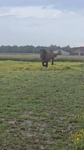Two horses play in flower-dotted field near Estaimpuis, Belgium