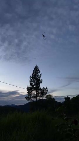 The video shows a silhouette of a tall evergreen tree against a twilight sky.  A large spider hangs suspended in the air, visible against the cloudy, dim sky. A power line runs horizontally across the frame.  In the background, there are rolling hills and a hint of reddish sunset glow. The foreground is filled with tall grass and other vegetation. As the video progresses, the camera pans to the left, further exposing the reddish sunset and the silhouette of another tree. The overall scene is dark and muted.