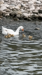 White goose swims with goslings in Montenegro waters