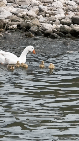 White goose swims with goslings in Montenegro waters