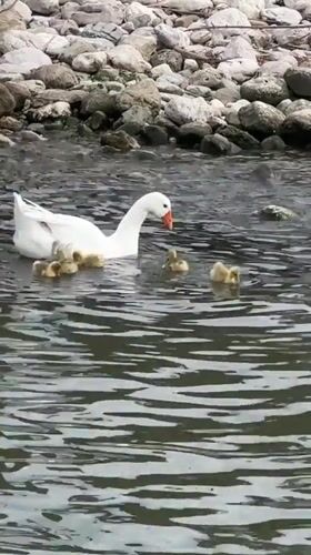 White goose swims with goslings in Montenegro waters