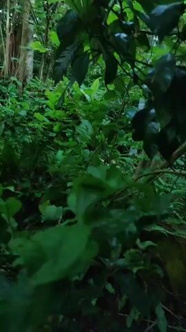 The video shows a dark, overgrown jungle environment with dense green foliage. It appears to be a narrow path or clearing within the thick vegetation. The camera is moving forward, giving a first-person perspective as if someone is walking through the jungle. The lighting is dim, suggesting it is either early morning, late afternoon, or a heavily shaded area. There are no visible people or animals. The focus is on the plants and the overall dense nature of the environment.