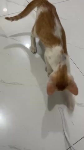 A kitten with white and orange fur is on a tiled floor, sniffing at a white string. The kitten's shadow is visible on the floor.