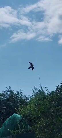 The video shows a bird of prey in flight against a blue sky with scattered white clouds. The bird is dark in color and has its wings spread wide as it soars. Below the bird, the tops of green trees are visible, indicating an outdoor setting, likely during daylight hours. The camera is positioned below the bird, looking upwards.