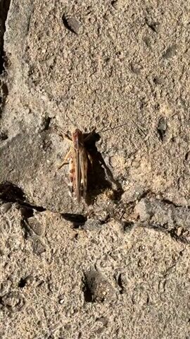 A close-up video shows a cricket on a cracked concrete surface. The cricket is brown and tan with visible wings and antennae. The concrete is rough and textured, with visible cracks and shadows cast by the sunlight. The camera slowly pans to the right, revealing more of the cracked surface.
