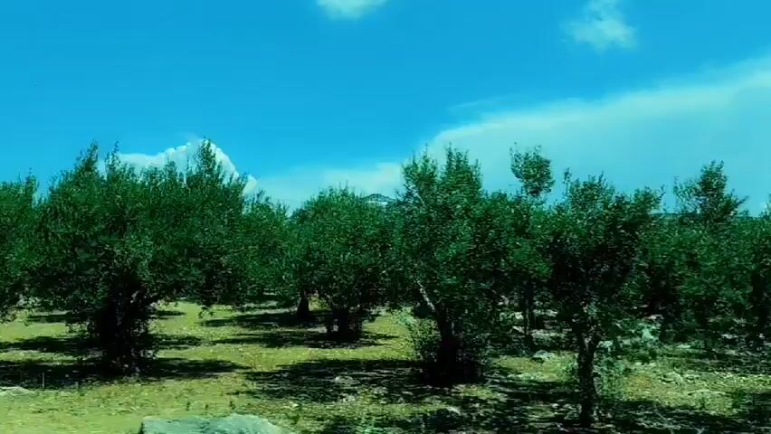 This media file captures a sunny day in what appears to be an olive grove in Purgatorio, Italy. The scene is dominated by numerous mature olive trees with gnarled trunks and lush green foliage. They are spaced throughout a dry, rocky landscape, with patches of dry grass and earth. Large, grey rocks are scattered amongst the trees, adding to the rustic setting.

The sky above is a vibrant blue, with scattered white clouds, suggesting fair weather and likely daytime. The lighting indicates the sun is high, casting distinct shadows from the trees onto the ground. There is no visible text in the media file. The overall impression is one of a peaceful, rural landscape, likely an agricultural area known for olive cultivation. The movement implied by the framing and slight blur suggests the footage might have been taken from a moving vehicle, perhaps a car or bus, slowly passing through the grove. No people are visible in the frame.