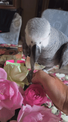 African Grey parrot at home in Makiivka, Ukraine