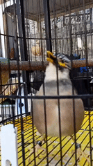 Caged songbirds with yellow beaks in Ngumpul, Indonesia