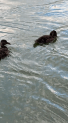 Lakeside afternoon in Chaikovsky with paper boats and ducklings