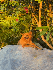 Orange dog rests on tarp-covered sacks in Mengwi