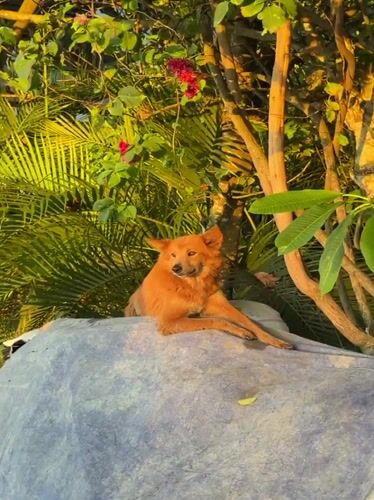 Orange dog rests on tarp-covered sacks in Mengwi