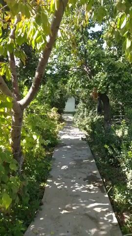 A concrete path winds through a lush, green garden. Tall trees with dense foliage arch overhead, creating a shaded canopy. Sunlight dapples the path and the surrounding plants, highlighting the vibrant green of the leaves. The path leads towards a white structure, possibly a house or shed, visible in the distance. The overall impression is one of a peaceful and secluded natural setting.