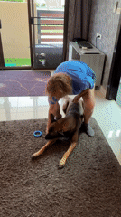 Woman trains Belgian Malinois dog at home in Thailand