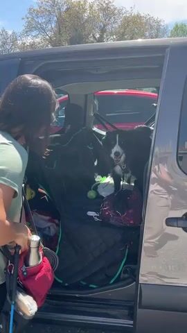 A woman stands outside of a gray car with the back door open, speaking to a black and white dog inside the car. The dog is sitting on a black seat cover that protects the back of the car. The woman holds a cell phone in her left hand and her right hand appears to be holding the contents of a small bag on the ground beside her. The dog appears to be panting and looking toward the woman. In the background is a red car. The day is sunny with blue skies and some trees are visible.
