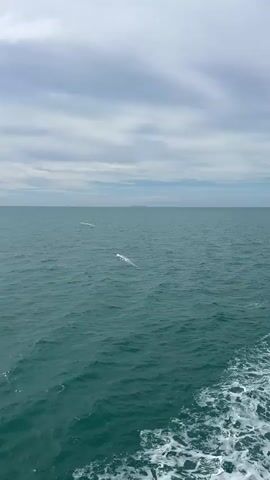 The media file captures a serene seascape with three white birds in flight over calm, teal-colored water. The sky above is overcast with soft, diffused light, suggesting either early morning or late afternoon, with a distant landmass visible on the horizon. The overall mood is peaceful and tranquil, with the gentle ripples of the water and the graceful movement of the birds creating a sense of natural harmony. The foreground shows the white wake of a boat, indicating the perspective is from a moving vessel. The location is specified as Ko Pha-ngan, Thailand. There is no visible text in the media file.