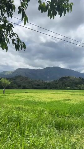 The media file depicts a serene, rural landscape under a partly cloudy sky, likely in the late morning or early afternoon. The foreground is dominated by a vibrant green rice paddy, its tall stalks swaying gently. A solitary, windswept tree stands in the middle of the field, adding a touch of character to the expanse. In the background, rolling hills covered in lush vegetation rise up, culminating in a larger mountain range. A prominent cell tower is visible on one of the hills. The sky is a mix of dramatic grey clouds and patches of blue, suggesting dynamic weather. Overhanging branches with dark green leaves frame the top of the image, adding depth and a sense of natural enclosure. There is no visible text within the media file. The overall mood is peaceful and tranquil, conveying the natural beauty of a rural setting in Sri Lanka, specifically Buduruwagala.