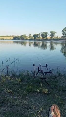 The video shows a serene lake scene with three fishing rods set up on a rod pod. The rods are positioned on the grassy bank of the lake, facing the water. Tall reeds grow along the edge of the lake. In the background, a line of trees reflects on the calm surface of the water under a clear blue sky. The sun is shining, casting a soft light on the landscape. Part of a person's foot wearing a flip-flop is visible in the foreground, suggesting someone is relaxing by the lake.