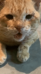 Injured orange tabby cat filmed meowing in Kabalana, Sri Lanka