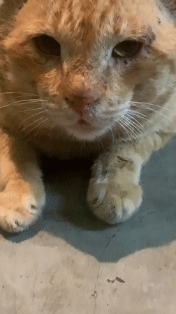 Injured orange tabby cat filmed meowing in Kabalana, Sri Lanka
