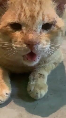 Injured orange tabby cat filmed meowing in Kabalana, Sri Lanka