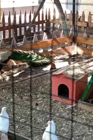 The video shows a peacock with iridescent blue and green feathers standing in an enclosure with a wooden fence and wire mesh. There are also white pigeons in the foreground. The peacock is bending its head down towards the ground, possibly eating. A small red birdhouse is visible on the right side of the frame. The ground is covered in dirt and scattered debris. The lighting suggests it is daytime.