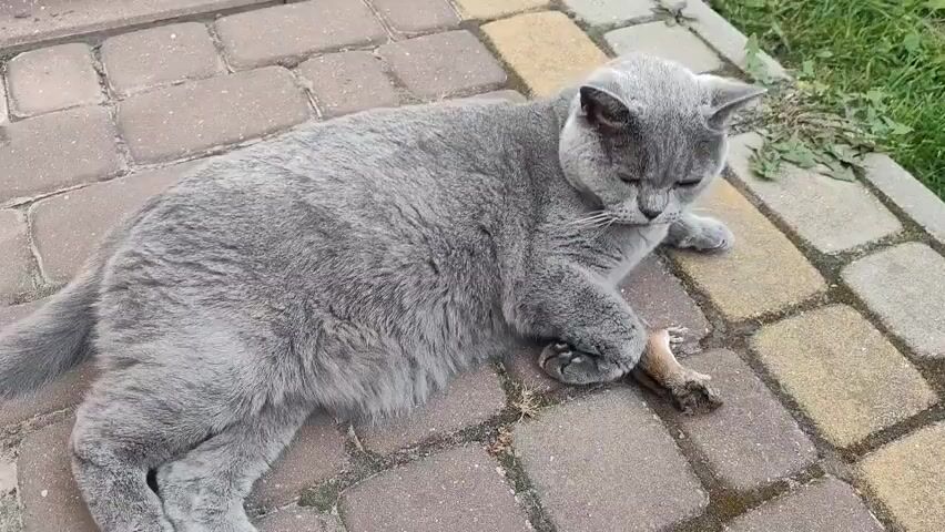 A grey cat lies on a paved surface, its body angled to the right. It holds a small, deceased rodent with its front paws and appears to be biting it. The cat is partially obscured by its own fur, but its head is visible, turned to the left. The background shows a grassy area and more paving stones. The lighting is natural and appears to be outdoors.