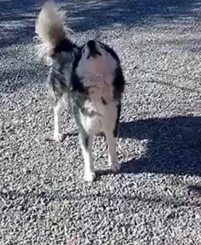 A dog with black and white fur stands on a gravel surface and howls. Its tail is curled over its back. The camera is close to the dog, which walks toward the camera. The dog looks up into the camera. The dog appears to be a Husky or a similar breed. Shadows from the sun are visible on the gravel.