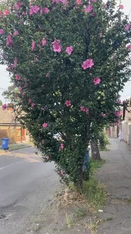 A tree with pink flowers is located on the side of a street, in front of a sidewalk. A person is walking away from the camera on the sidewalk. A blue trash can is visible on the street. Houses are visible in the background.