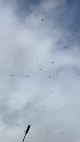 A flock of birds is seen flying in a cloudy sky. The birds are small and dark silhouettes against the lighter sky and clouds. They are scattered across the frame, with some birds flying individually and others in small groups. The clouds are white and grey, and the sky is a pale blue. The video appears to be shot from below, looking up at the birds.
