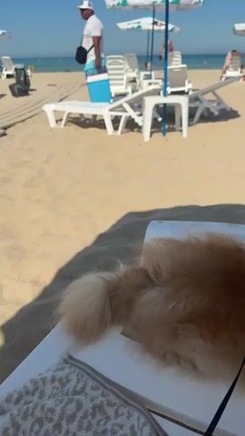 This media file captures a sunny day at a beach in Primorsko, Bulgaria. The foreground features the fluffy, light brown tail of a dog resting on a white beach chair, partially covered by a patterned towel. A black leash is visible. In the mid-ground, the sandy beach is dotted with white lounge chairs and beach umbrellas, some casting shadows on the sand. Several people are present on the beach, some sitting on lounge chairs, and others walking towards or by the water. A man in a white cap and t-shirt walks with a blue cooler and a black bag. The clear blue ocean stretches to the horizon under a bright blue sky, indicating a warm and pleasant weather. The overall scene evokes a relaxed and leisurely beach atmosphere.