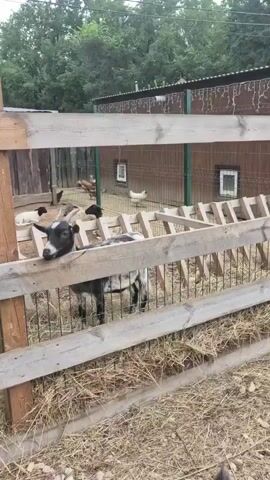 A pygmy goat with black and white markings stands on a farm looking over a wooden fence. In the background, there are several chickens and a large enclosure. The ground is covered in straw. The goat is the primary focus of the video, and it looks directly at the camera. The scene is peaceful and appears to be during the daytime.