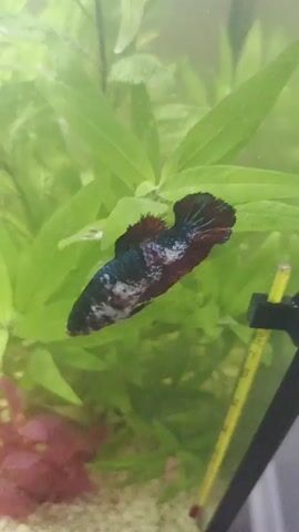 A betta fish swims in an aquarium. The fish is mostly dark red and blue with white patches on its body. It has a large, flowing tail and fins. The fish is surrounded by green aquatic plants. A thermometer is visible on the right side of the aquarium.