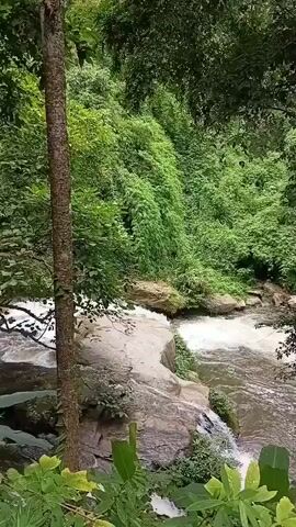 The video shows a flowing river in a lush green forest. Several trees are visible, including one in the foreground with a textured, light-colored trunk. The river has clear water with white rapids and appears to be moving over rocks. The surrounding environment is dense with vegetation, including large green leaves and vines. The overall impression is of a natural, serene outdoor scene.
