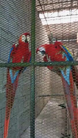Two large macaws, one red with blue and yellow wings and the other mostly red with blue wings, are in an outdoor enclosure with a wire mesh fence in the foreground. The larger macaw on the right is perched and facing left, while the smaller macaw on the left is in flight, moving from right to left. The enclosure appears to be made of stone and concrete with some roofing material visible in the background.