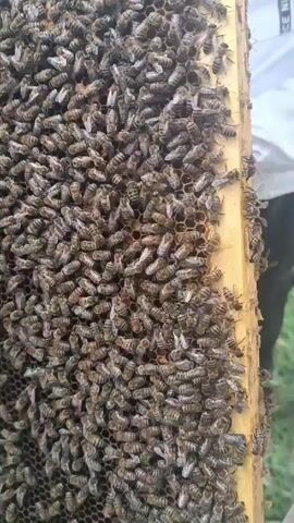 The video shows a close-up of a beekeeper examining a frame covered in bees. The frame is made of wood and has hexagonal cells. Many bees are clustered on the frame, some are moving and others appear stationary. The beekeeper's gloved hands are visible in the background, holding the frame. The environment appears to be outdoors with green foliage visible.