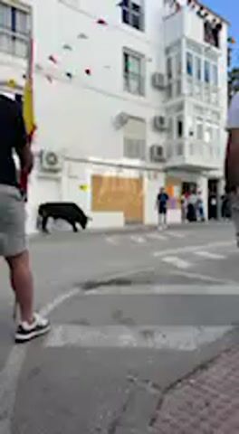 The video depicts an outdoor scene during daytime, likely a traditional event in Vejer de la Frontera, Spain, given the presence of a bull in the street. The setting features white-washed buildings with balconies and air conditioning units, typical of Andalusian architecture. Colorful festive bunting is strung across the street overhead, suggesting a celebration or festival.

In the foreground, a person is seen from behind, holding a Spanish flag on a pole, observing the activity. A large, black bull stands in the middle of the street, positioned near a storefront that has been boarded up with wooden panels. Another individual, wearing a blue shirt and dark shorts, is actively engaging with the bull, standing with arms outstretched, seemingly trying to provoke or guide the animal. The bull appears calm and stationary at this moment. Several other people are visible further down the street in the background, acting as spectators. The weather appears sunny with clear skies, indicated by the bright lighting and visible shadows. No specific text is discernible on any objects or buildings. The scene captures a moment of intense focus during what appears to be a bull running or similar event.