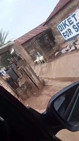 The video shows a view from inside a vehicle, looking out the passenger side window. In the foreground, the side mirror of the vehicle is visible. The scene outside depicts a dusty, rural or semi-urban environment. There is a building with a corrugated metal roof and brick walls. A sign painted on the wall reads "DIKET PLANG FOR SENATE 2027". Two white goats are standing near the building. There is debris and vegetation scattered around. A palm tree is visible in the background. The overall impression is one of an unpaved road or pathway alongside a weathered building.