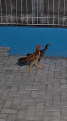 Evening snapshots capture daily life in Lhokseumawe, Indonesia