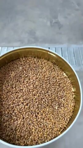 The video begins with a close-up shot of a hand holding a metal container filled with a brown granular substance, possibly grains or seeds. The camera then pans to reveal a large warehouse interior. Piles of a light brown granular material, resembling grain, are visible, spread across the concrete floor. The warehouse has concrete walls and a metal roof with multiple windows letting in natural light. The scene appears to be a storage facility for agricultural products.