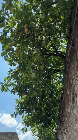 The video shows an upward-facing shot of a tree with green leaves and yellow fruit, likely lemons, hanging from its branches. The tree is growing next to a rough stone wall on the right side of the frame. The sky is blue with scattered white clouds, and sunlight filters through the leaves, creating bright spots. In the lower left corner, part of a stone building is visible. The camera is panning slightly upwards, revealing more of the tree and the sky.