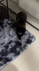 Small black dog spotted on rug in Kathu home
