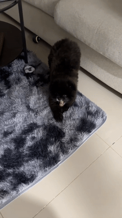 Small black dog spotted on rug in Kathu home