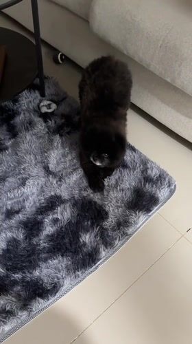 Small black dog spotted on rug in Kathu home